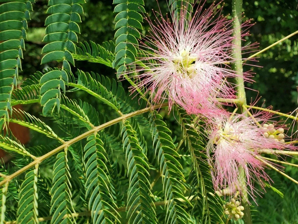 Pink Mimosa Tree Cuttings 6-8" | Albizia julibrissin | Attracts Honey Bees, Butterflies & Hummingbirds