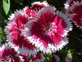 Sweet William Seeds - 1333 Seeds - Biennial/Perennial - Dianthus barbatus - GroCo