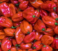 Red Scotch Bonnet Hot Pepper Seeds - 30+ Spicy Caribbean Variety - Capsicum chinense - Free Shipping