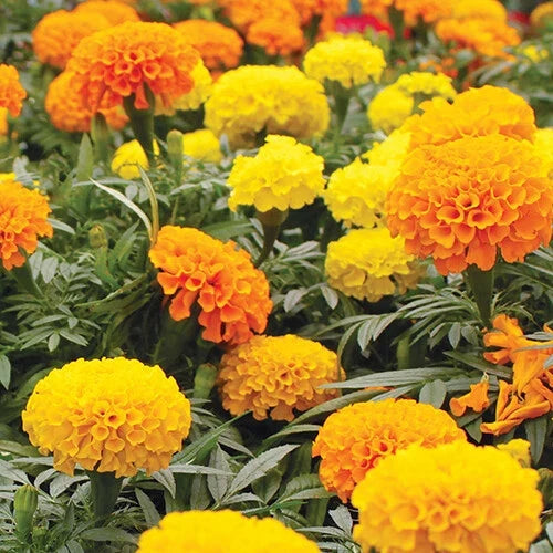 Marigold Seeds - CrackerJack Mix - Heirloom Flower Seeds - Tagetes erecta - Bulk Pack for Planting