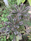 Mother of Millions Succulent Plant - Kalanchoe daigremontiana - 10+ Chandelier Plants for Indoor Garden Decor