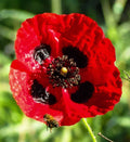 Turkish Tulip Poppy Seeds - 200+ Pack for Garden Planting - Papaver glaucum - USA