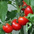 Ace 55 Tomato Seeds - 120+ Heirloom, Non-GMO, Fresh - Solanum lycopersicum