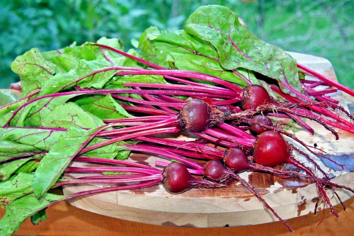 Early Wonder Beet Seeds - 100+ Heirloom Variety for Vegetable Garden & Patio Containers - Beta vulgaris