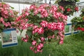 Busy Lizzy Seeds 100 Count Accent Red Star Impatiens (Impatiens walleriana) - Non-Calif. Shipping, U.S. Only