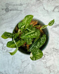 Scindapsus Mayari Rooted Cuttings - Low Variegation - Indoor Houseplant - Easy Care Plant for Home Decor