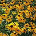 Ozark Gold Coneflower Seeds - 50 Pack - Echinacea Perennial Flowers - Garden Seeds - USA Grown