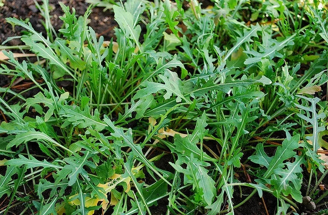 Arugula Herb Seeds - Wild Variety, 400+ Fresh Seeds for Planting - Eruca sativa