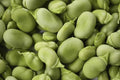 Heirloom Bean Mix Garden Seed Collection, 6 Top Varieties, Organic Seeds for Home Gardening, Phaseolus vulgaris