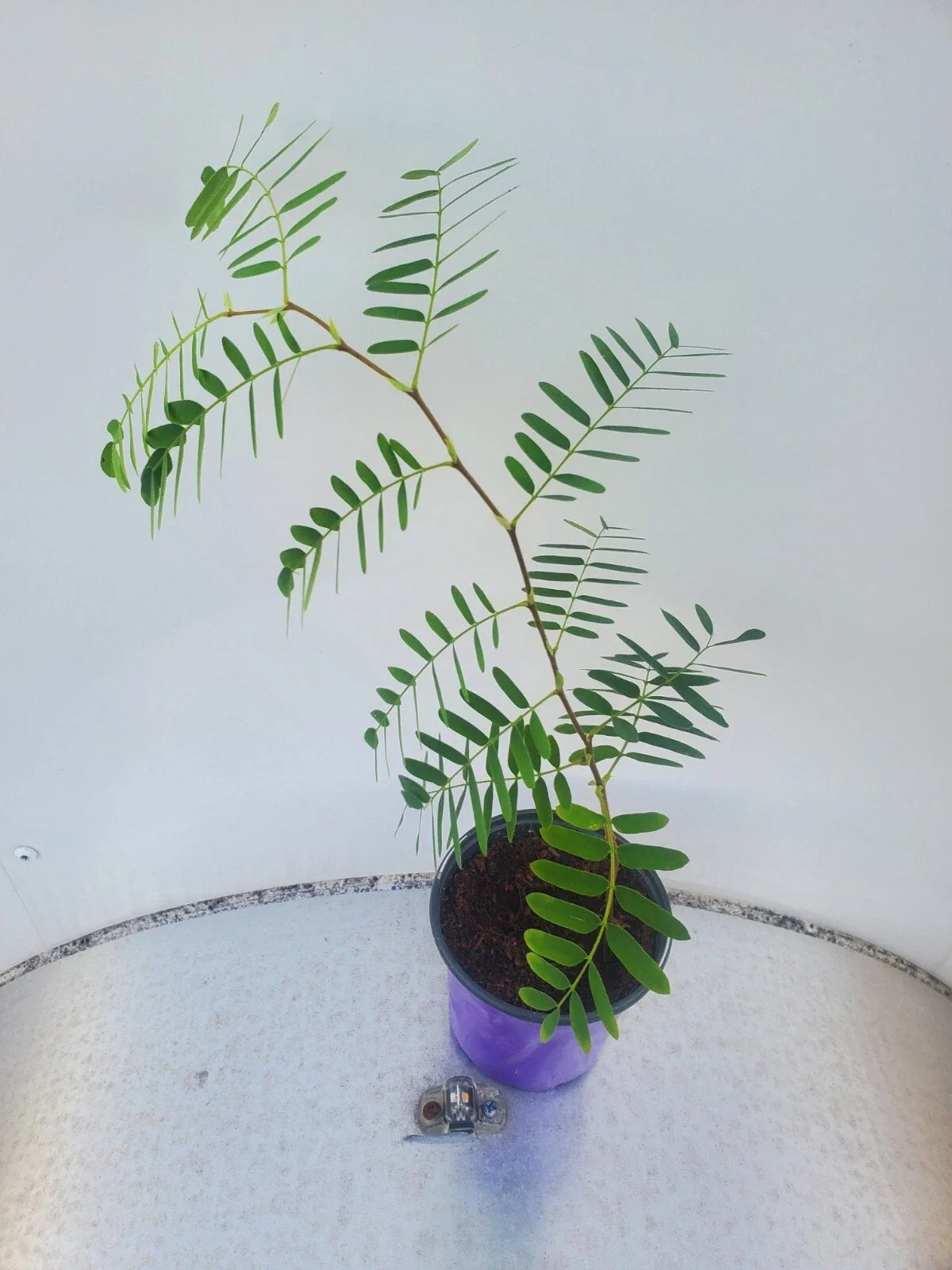 LIVE TAMARIND Plant - Fruit Tree, Tropical Variety - Tamarindus indica by WSS