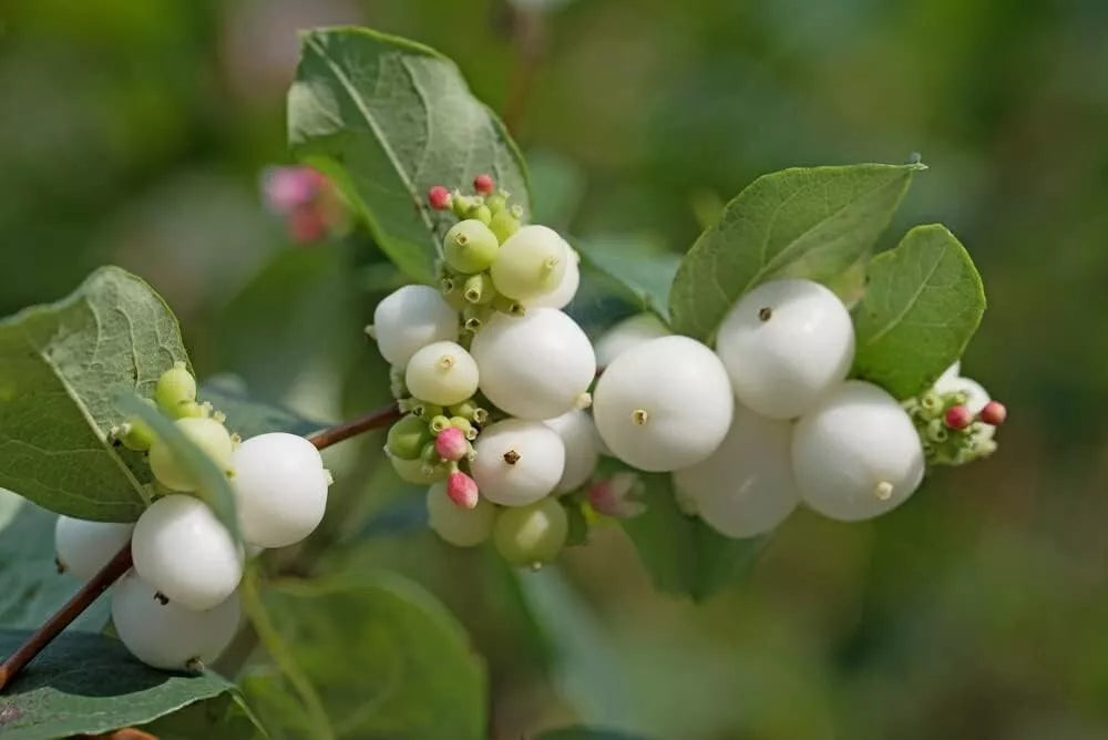 Snowberry Bush Seedlings - Symphoricarpos Albus - Hardy Shrub for Planting - Non-Shippable to CA
