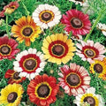 Painted Daisy Flower Seeds - 100 Count - Chrysanthemum Variety - Chrysanthemum carinatum