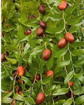 Bare Root Chinese Jujube Tree 4 ft Honey Jar Variety (Ziziphus jujuba)