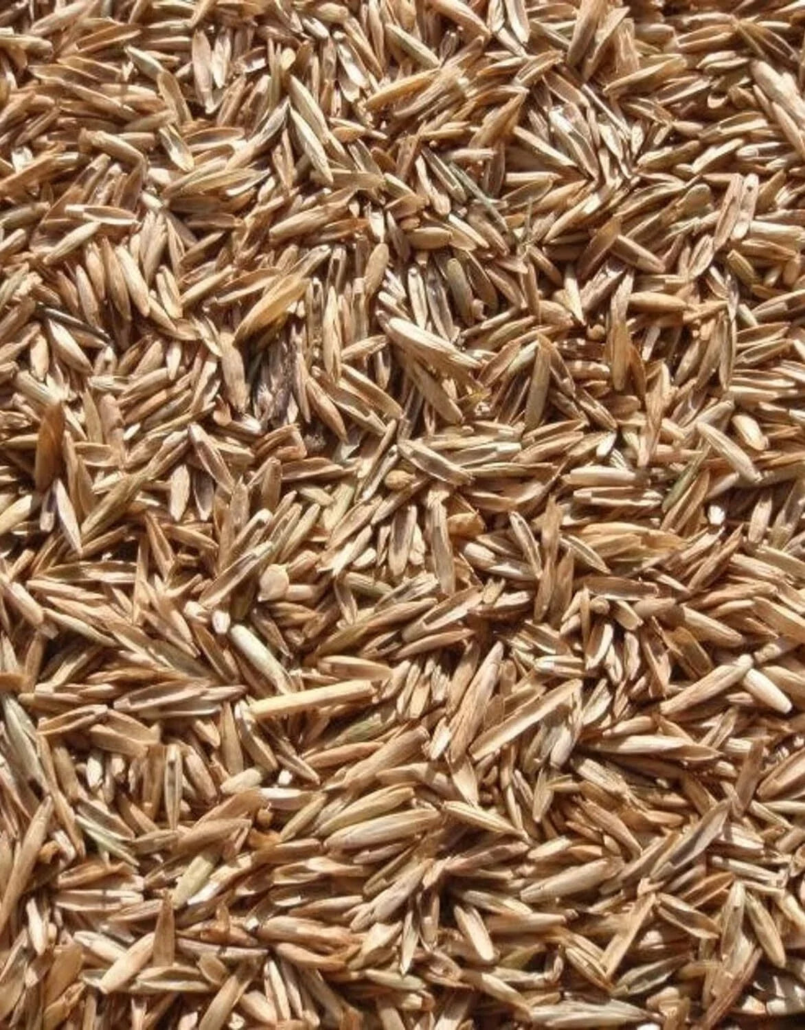 Perennial Ryegrass Seeds - Premium Quality - Fast Germination - Lolium perenne - 1 lb