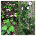 12" Rose of Sharon Hibiscus Live Plant Roots, Fast-Growing Starter Bush, Hibiscus syriacus