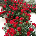 Climbing Red Rose Seeds - 10 Perennial Flowering Shrub Seeds - Rosa spp.
