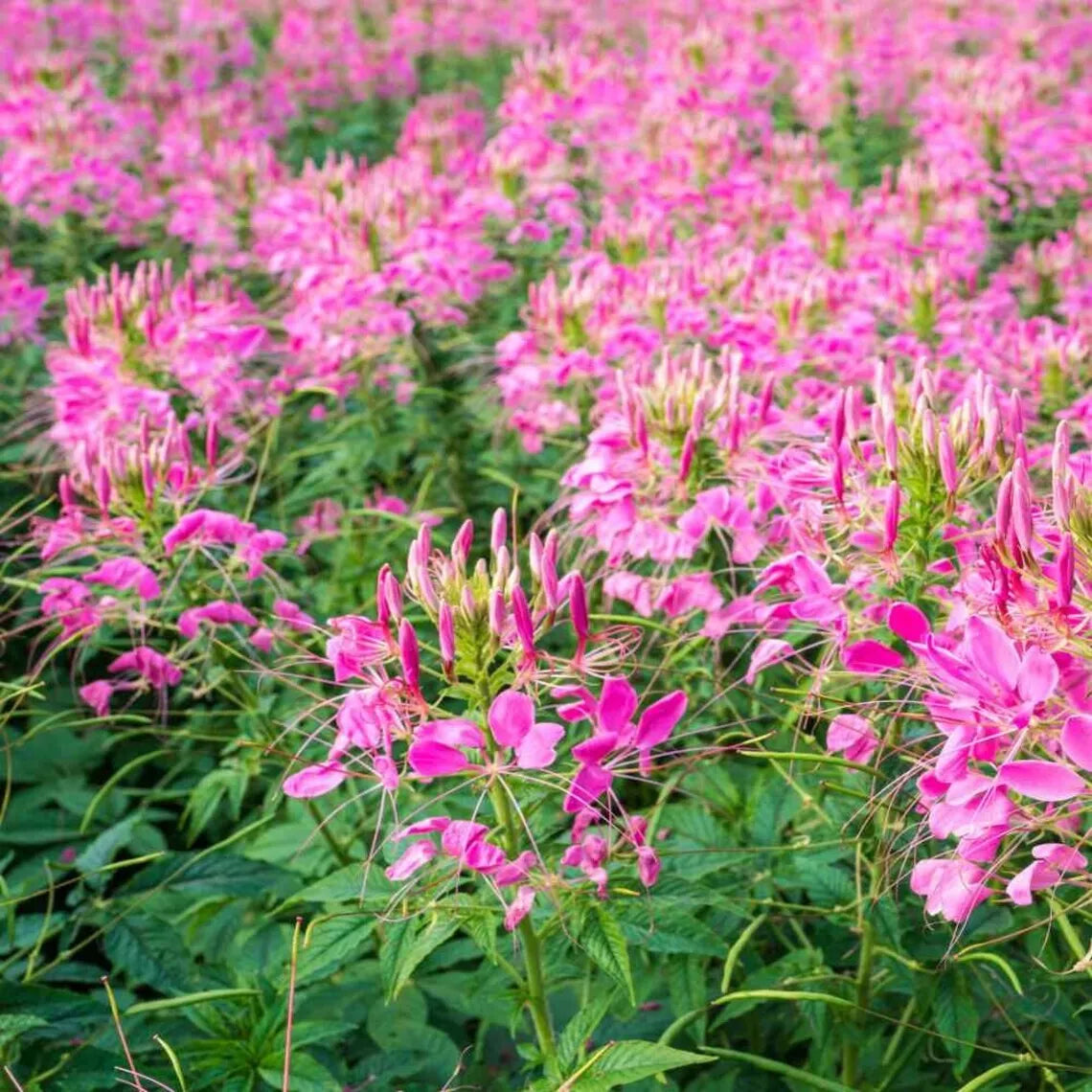 Jazzberry Spider Seeds - 100 Pack - Clome Spinosa Perennial - US Seller - Attracts Butterflies