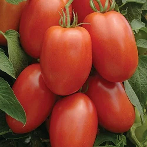 Roma Tomato Seeds - Heirloom Non-GMO Variety - Perfect for Home Gardening - Solanum lycopersicum