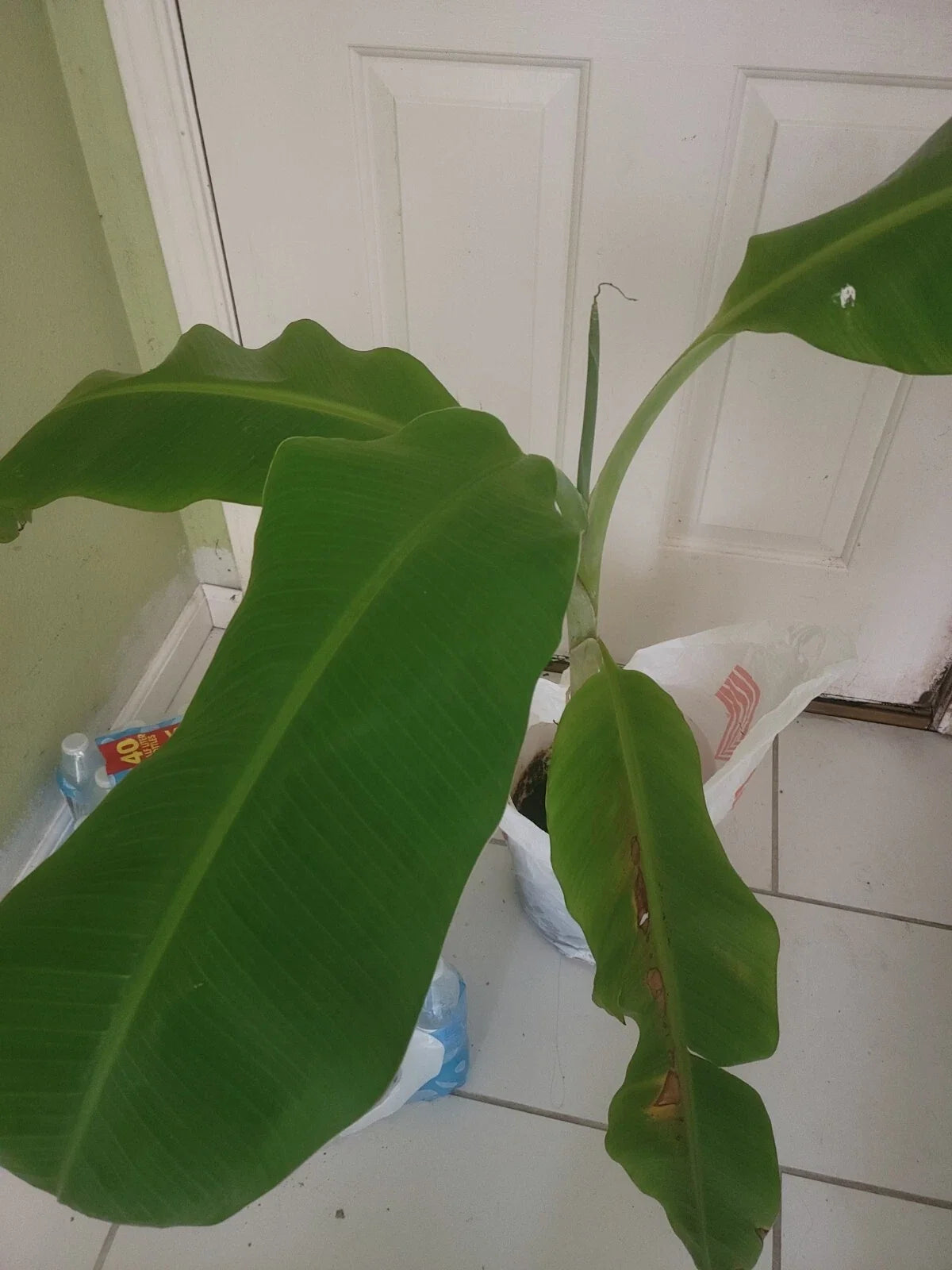 Plantain Plant 40-Inch Platano Macho Large Tree - Trimmable Leaves, Ideal for Gardens (Musa paradisiaca)