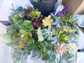 Succulent Cuttings 11 Pack Fresh Colorful Variety Echeveria, Sedum, & More