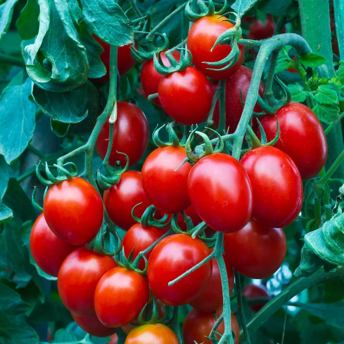 Heirloom Organic Sweet Cherry Tomato Seeds - 100+ Non-GMO Seeds for Home Gardening - Solanum lycopersicum