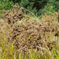 Wool Grass Seeds | Scirpus cyperinus | Native Wetland Plant | Perennial Grass Seeds for Gardens and Landscapes