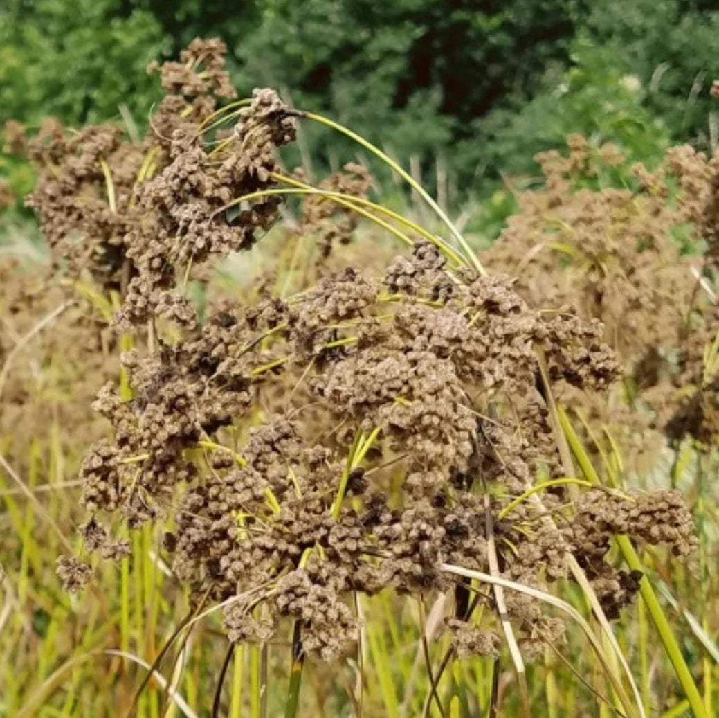 Wool Grass Seeds | Scirpus cyperinus | Native Wetland Plant | Perennial Grass Seeds for Gardens and Landscapes