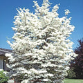 Flowering Dogwood Tree Live Plant 12-18" Bare Root Cornus Florida