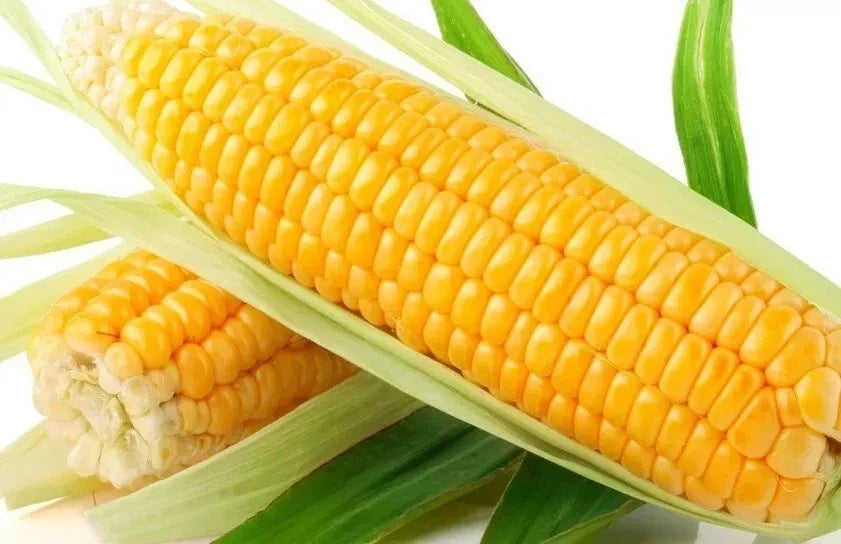 Sweet Golden Bantam Corn Seeds - 120+ Heirloom Organic NON GMO Seeds - Fresh Sweet Corn for Planting