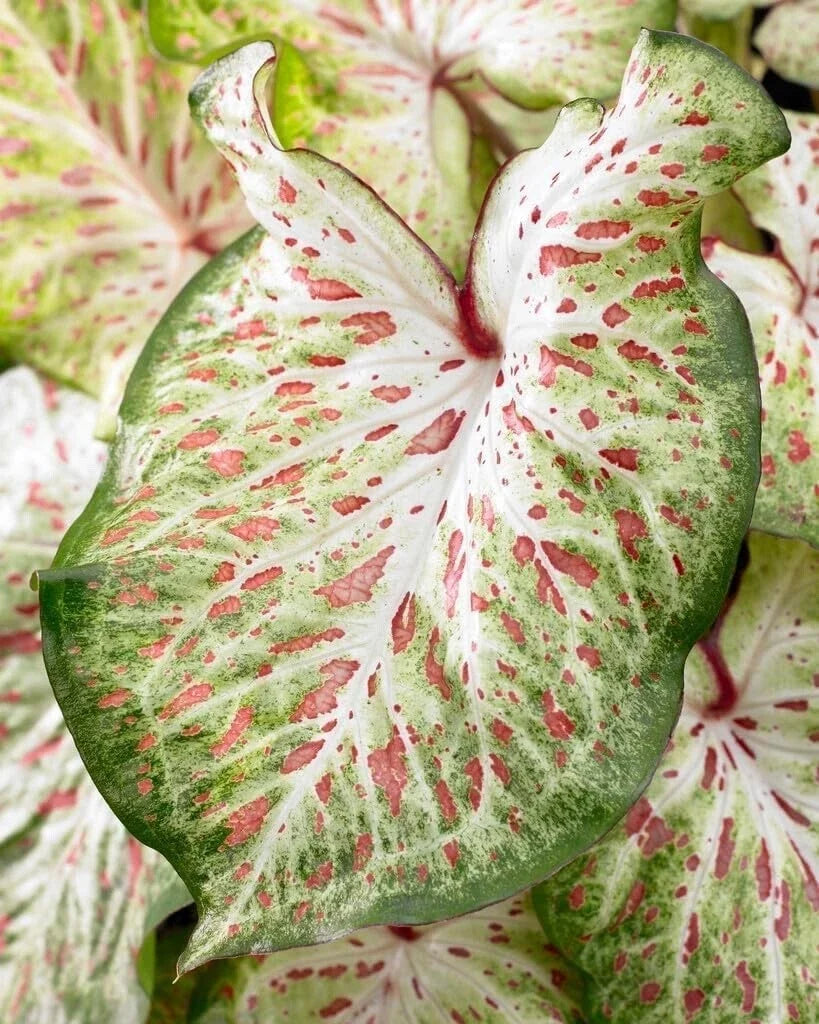 Caladium Bulbs 10 Pack Gingerland Variety (Caladium bicolor) - Colorful Tropical Foliage for Gardens and Containers