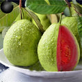 Guava Fruit Tree Seeds - 100 Pack - Tropical, Exotic Variety - Psidium guajava