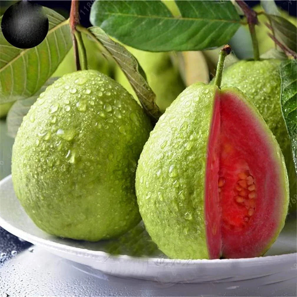 Guava Fruit Tree Seeds - 100 Pack - Tropical, Exotic Variety - Psidium guajava
