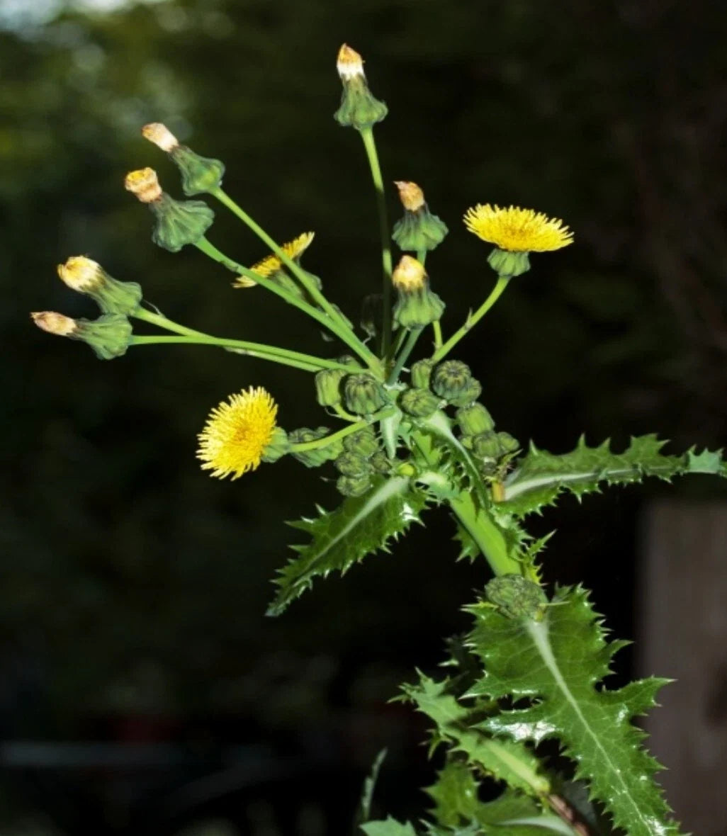Prickly Sow-Thistle Seeds - 75 Organic Heirloom Seeds (Sonchus asper) - Medicinal Herb for Natural Remedies