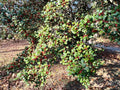 American Holly Cuttings - 12 Thin Cuttings - Ilex opaca - Hardy Native Screen Plant - Ideal for Virginia Gardens