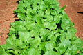 Organic Turnip Seeds - 1001+ Seven Top Variety for Vegetable Garden & Container Growing (Brassica rapa)