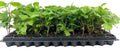 Thornless Blackberry Plant Starter - 10 Bare Root Apache Rubus Fruit Plants - Easy Care, High Antioxidant, Full Sun