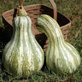 Cushaw Green Striped Pumpkin Seeds | Heirloom Non-GMO Variety | Cucurbita mixta | Garden Planting Seeds