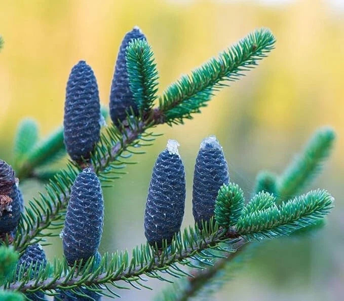 Balsam Fir Tree Seedlings - 12-24 Inches Tall - Abies balsamea - Ideal for Planting and Landscaping