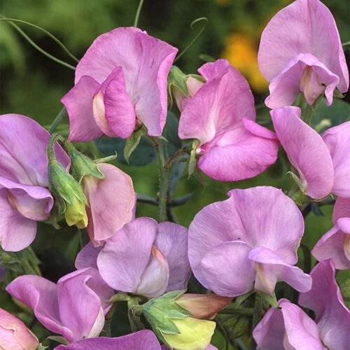 Royal Lavender Sweet Pea Seeds | Pink Purple Flowers | Lathyrus odoratus | Non-GMO