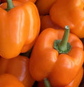 Orange Bell Pepper Seeds - 50+ Non-GMO Orange Sun Variety - Capsicum Garden Vegetable Seeds