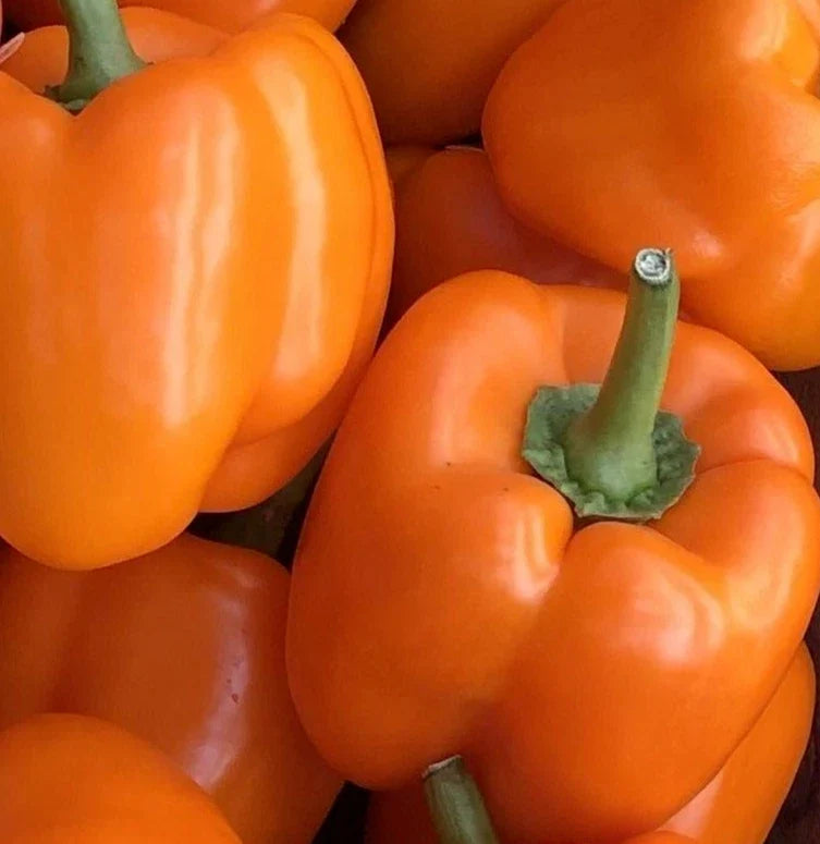 Orange Bell Pepper Seeds - 50+ Non-GMO Orange Sun Variety - Capsicum Garden Vegetable Seeds