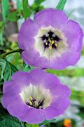 Nicandra Seeds 100 Count Splash of Cream Shoo-Fly Plant Nicandra physalodes var.