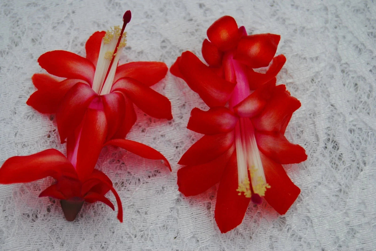 Christmas Cactus Starter Plant - Small Red Planet - Schlumbergera Truncata - Healthy Well Rooted for Easy Care and Growth