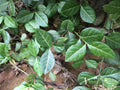 Wintercreeper Euonymus Plants - 3 Starter Plants - Perennial Evergreen Ground Cover - Euonymus fortunei