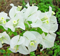 Bougainvillea Glabra ABRA WHITE 20" Live Plant Vine Shrub Bush Evergreen Drought-Tolerant Climber