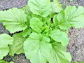 Florida Broadleaf Mustard Greens Seeds - 600+ Organic Seeds for Spring & Fall Garden - Ideal for Containers