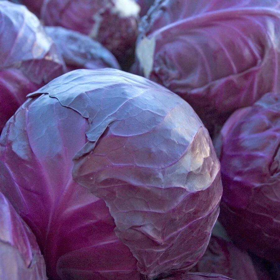 Red Acre Cabbage Seeds - 600+ Heirloom NON-GMO - Fresh Organic Brassica oleracea