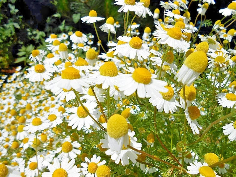 Organic Chamomile Flower Seeds - Common German Variety for Herb Tea Garden - Easy to Grow - Perfect for Containers