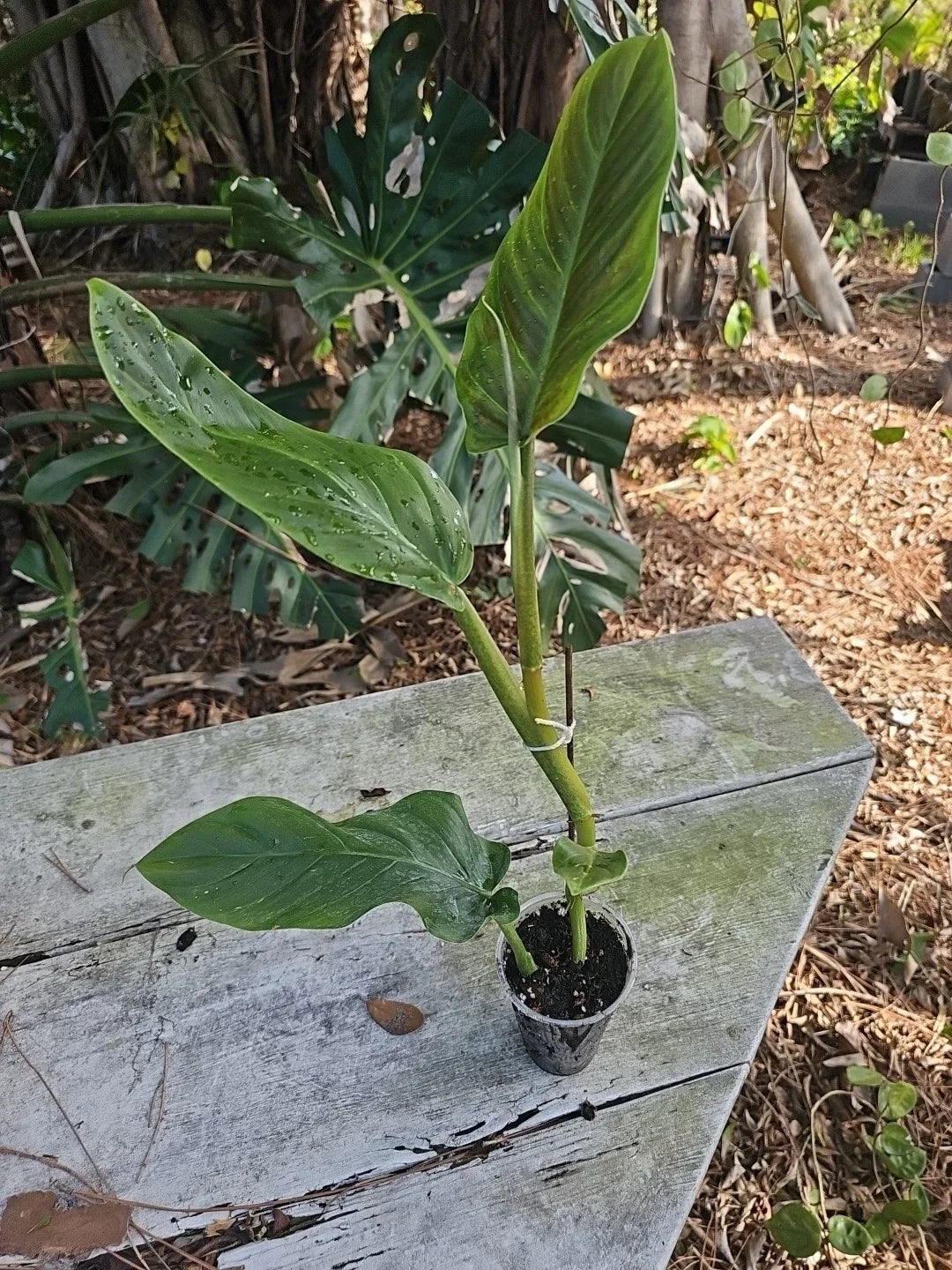 Philodendron Subhastatum Plant 20" Height in 3" Pot, Tropical Indoor Houseplant, Green Foliage