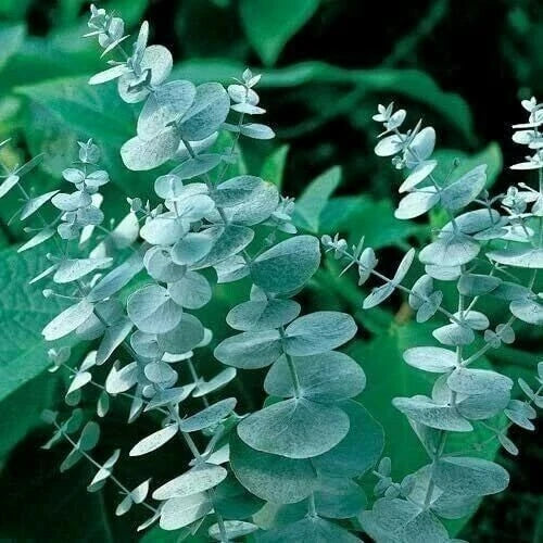 Silver Drop Eucalyptus Seeds - 50 Perennial Flower Seeds - Eucalyptus cinerea - Drought-Tolerant Tree Seeds